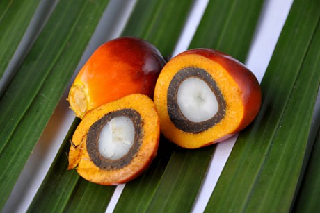 Plod palmy olejnej 